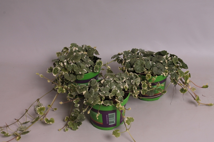 <h4>Glechoma hedracea Variegata</h4>