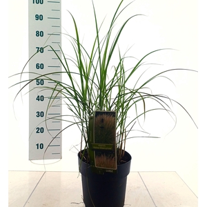 MISC SIN KLEINE SILB