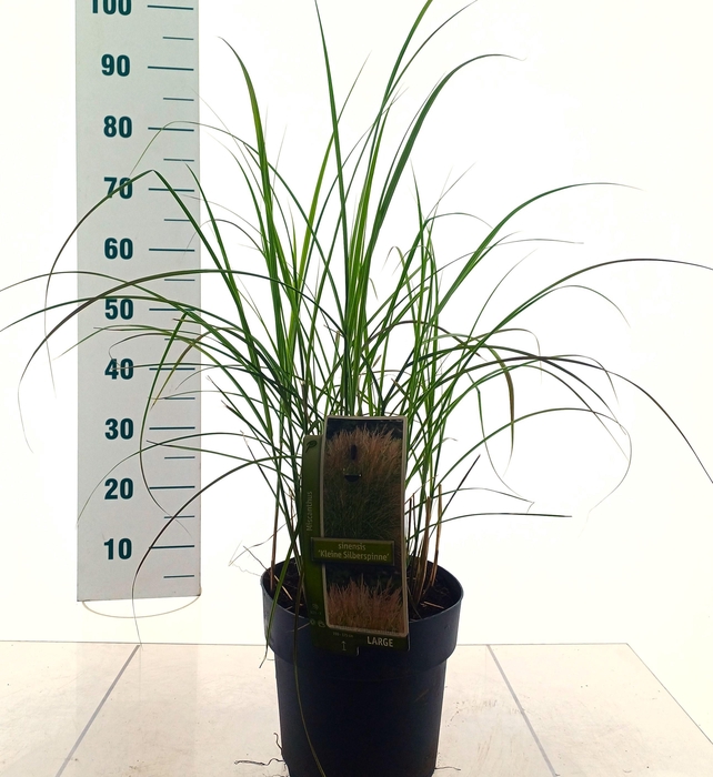 <h4>MISC SIN KLEINE SILB</h4>