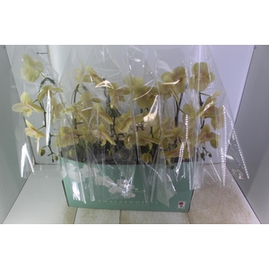 PHALAENOPSIS CASCATA P15 AMARELO MIN 8 FLS