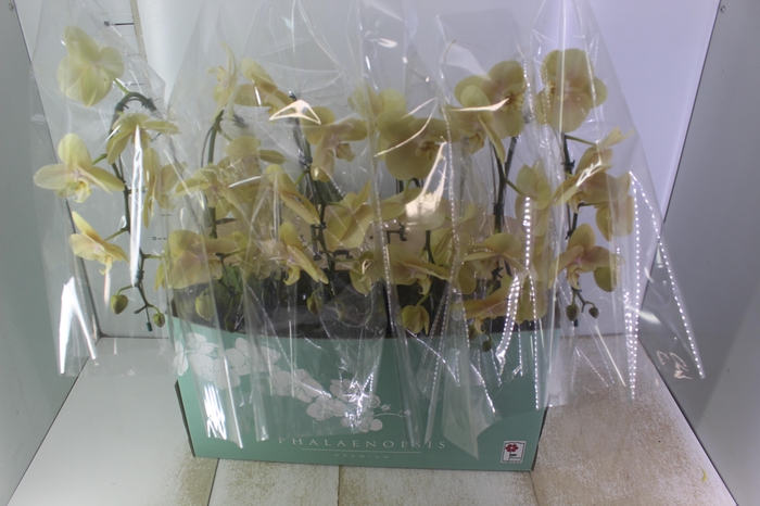 <h4>PHALAENOPSIS CASCATA P15 AMARELO MIN 8 FLS</h4>