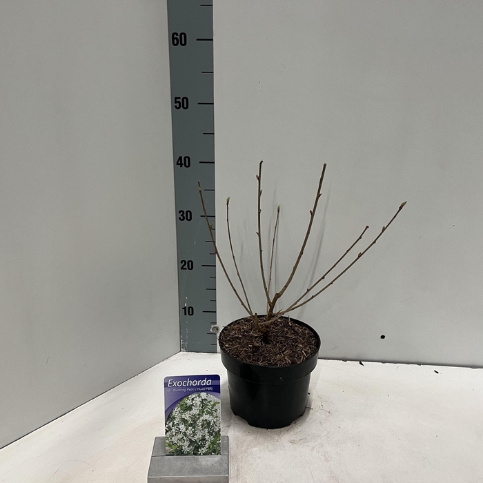 <h4>Exochorda racemosa</h4>