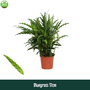 Calathea 17cm Bluegrass - Living
