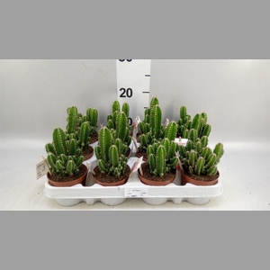 Cereus per. 'Florida'