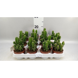 Cereus per. 'Florida'