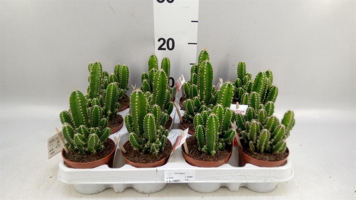 <h4>Cereus per. 'Florida'</h4>
