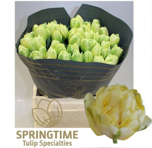 <h4>TU DU YUKON</h4>