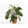 Philodendron squamiferum