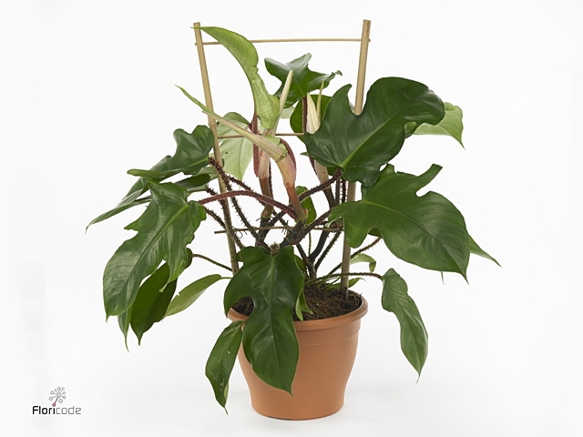 Philodendron squamiferum