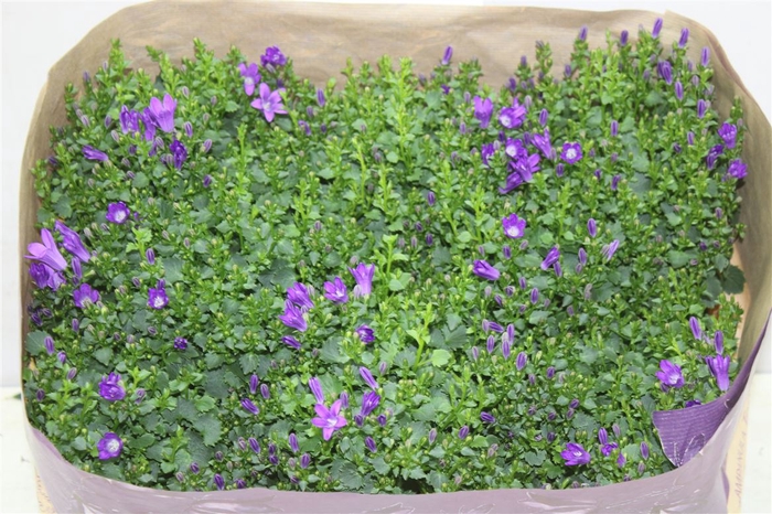 <h4>Campanula Port Blueone</h4>