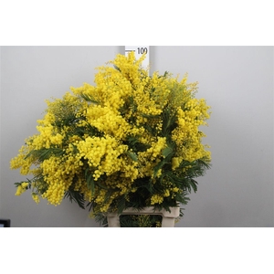 Acacia Mirandol Per Stem Xxl