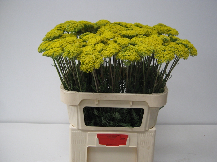 <h4>ACHIL F PARK VARIETY</h4>