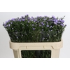 Aster Cassandra