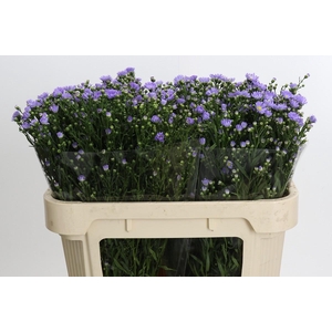 Aster Cassandra