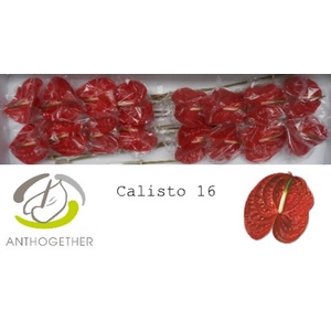 Anth A Calisto 11 cm X16 Bouman