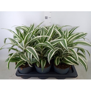 Dracaena frag. 'White Jewel'