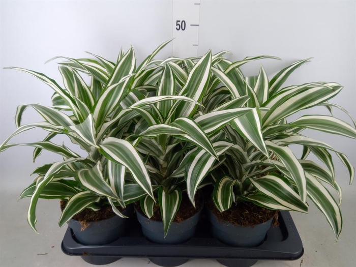 <h4>Dracaena frag. 'White Jewel'</h4>