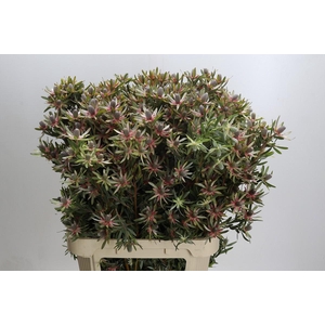 Leucadendron Ayoba Star Pearl