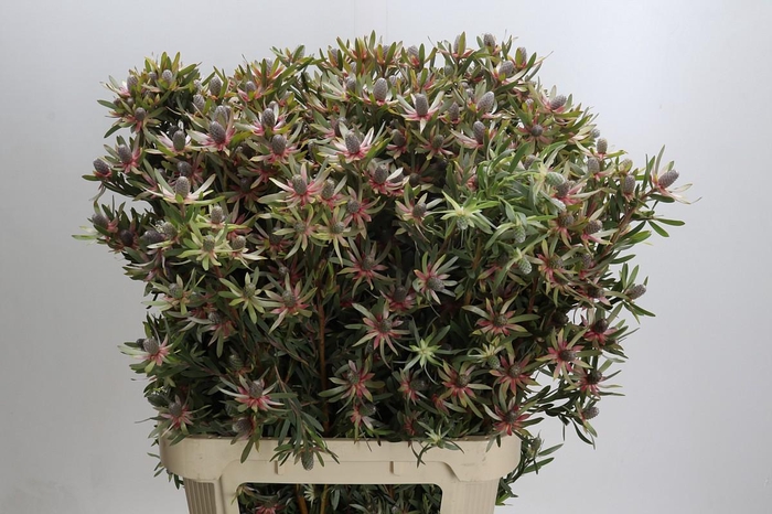 <h4>Leucadendron Ayoba Star Pearl</h4>