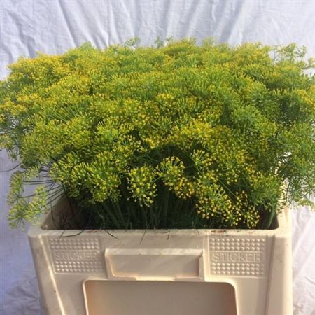 ANET GRAVEOLENS