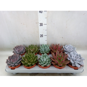 Echeveria   ...mix