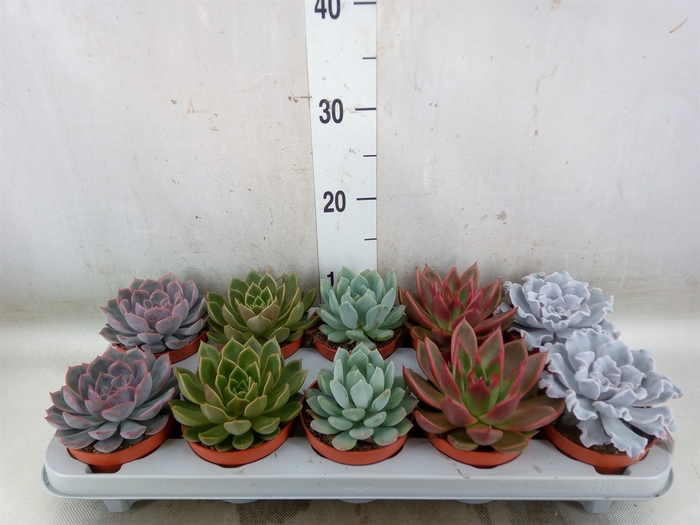 <h4>Echeveria   ...mix</h4>