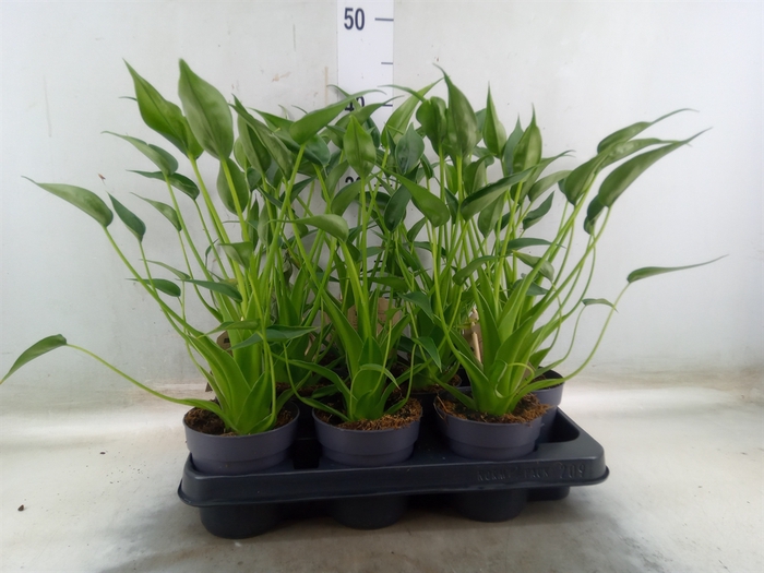 <h4>Alocasia   ...</h4>