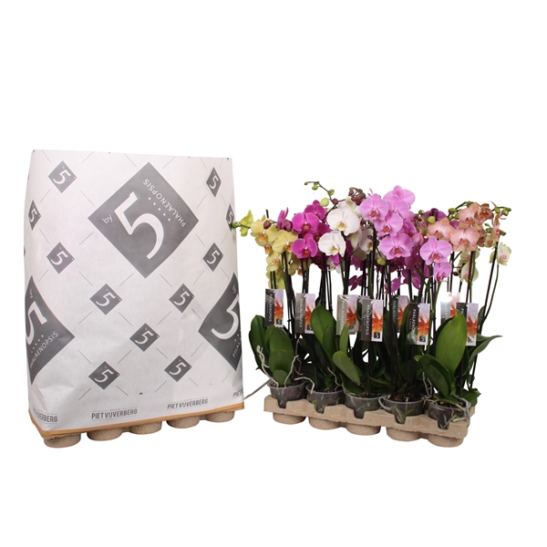 <h4>Phalaenopsis 3-spike 22+ mix in pulp tray</h4>