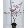 Acer palmatum Red Emperor