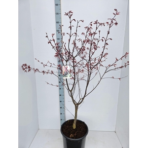 Acer palmatum Red Emperor