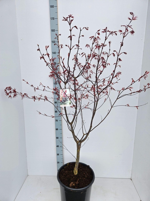 <h4>Acer palmatum Red Emperor</h4>
