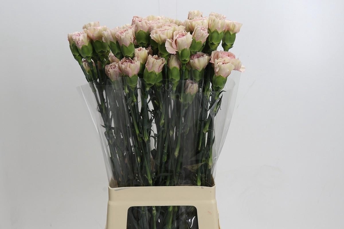 <h4>Dianthus St Creola</h4>