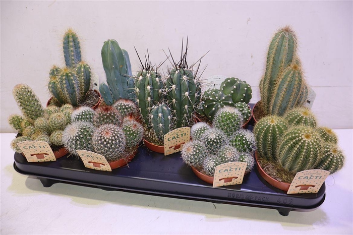 <h4>arr8 Cactus Gem</h4>