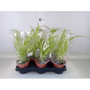 Chlorophytum com. 'Variegatum'