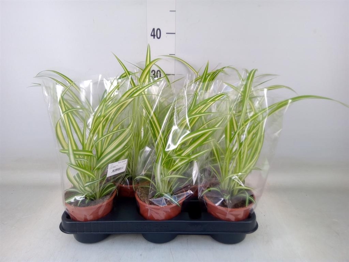 <h4>Chlorophytum com. 'Variegatum'</h4>