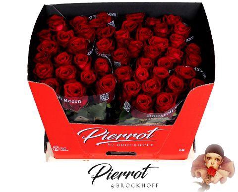 <h4>R GR RED NAOMI! Pierrot 60cm</h4>