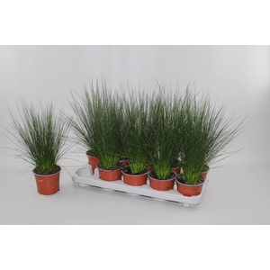 JUNCUS PENC GRASS