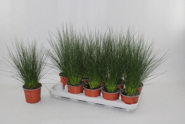 JUNCUS PENC GRASS