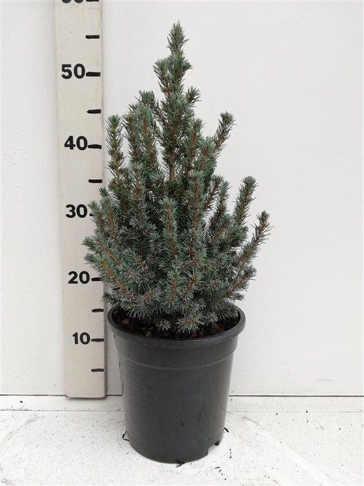 <h4>Picea glauca Sanders Blue</h4>