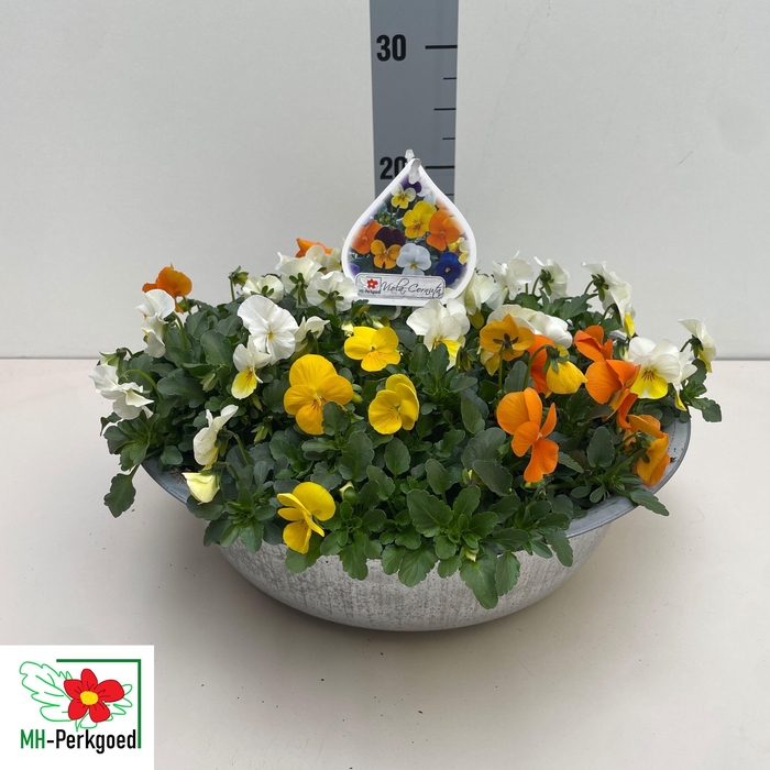 <h4>VIO CO SORBET GEM</h4>