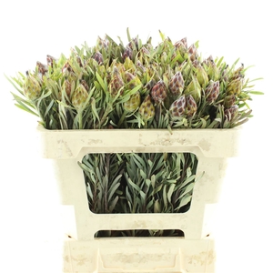 Leucad Plumosum Spray