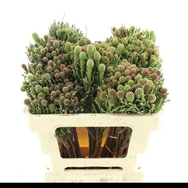 <h4>BRUN FRAGARIOIDES</h4>