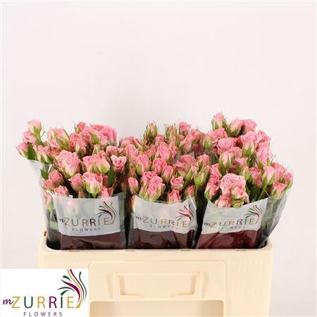 <h4>R Tr Odilia</h4>