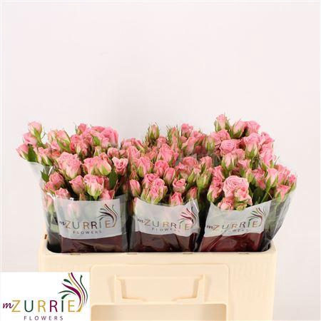 <h4>R Tr Odilia</h4>