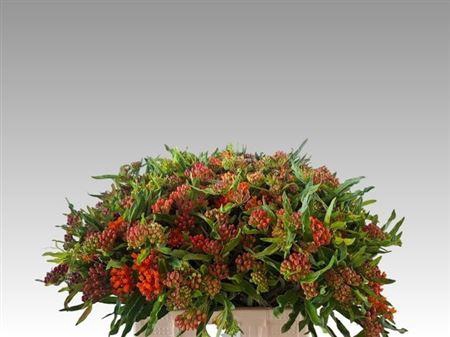 <h4>Ascl Tuberosa</h4>