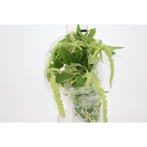 AMARANTHUS VERDE PENDENTE 070 CM
