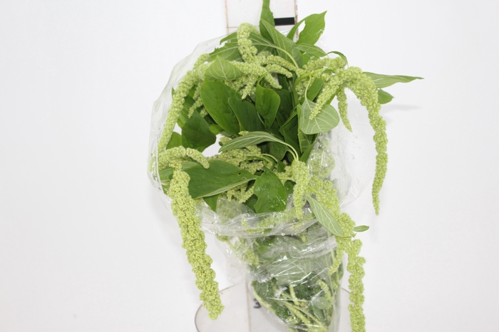 <h4>AMARANTHUS VERDE PENDENTE 070 CM</h4>