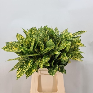 AUCUBA JAPONICA