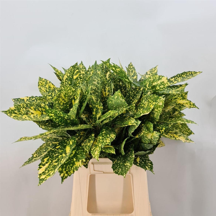 <h4>AUCUBA JAPONICA</h4>