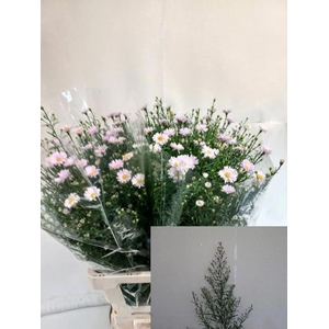 ASTER CLAUDIA AST CLAUDIA